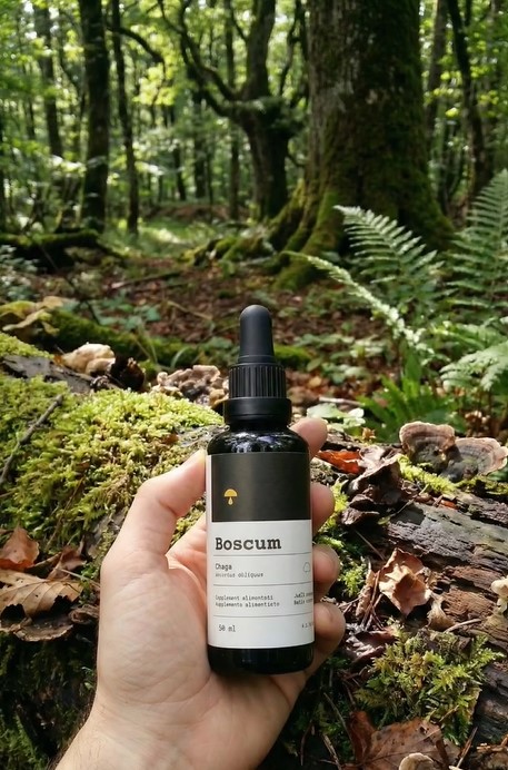 Extractes de bolets medicinals